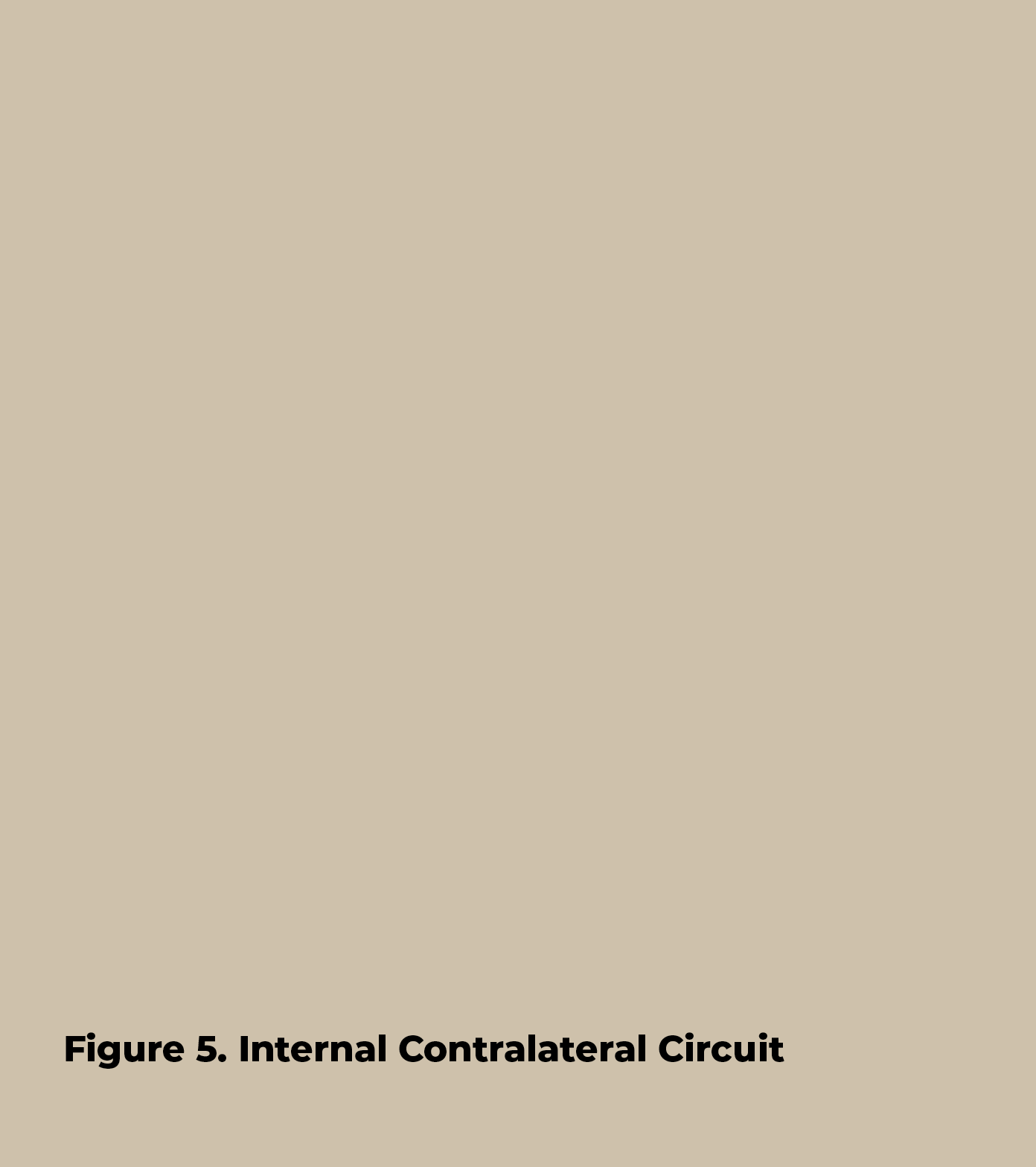 Figure 5  Internal Contralateral Circuit 