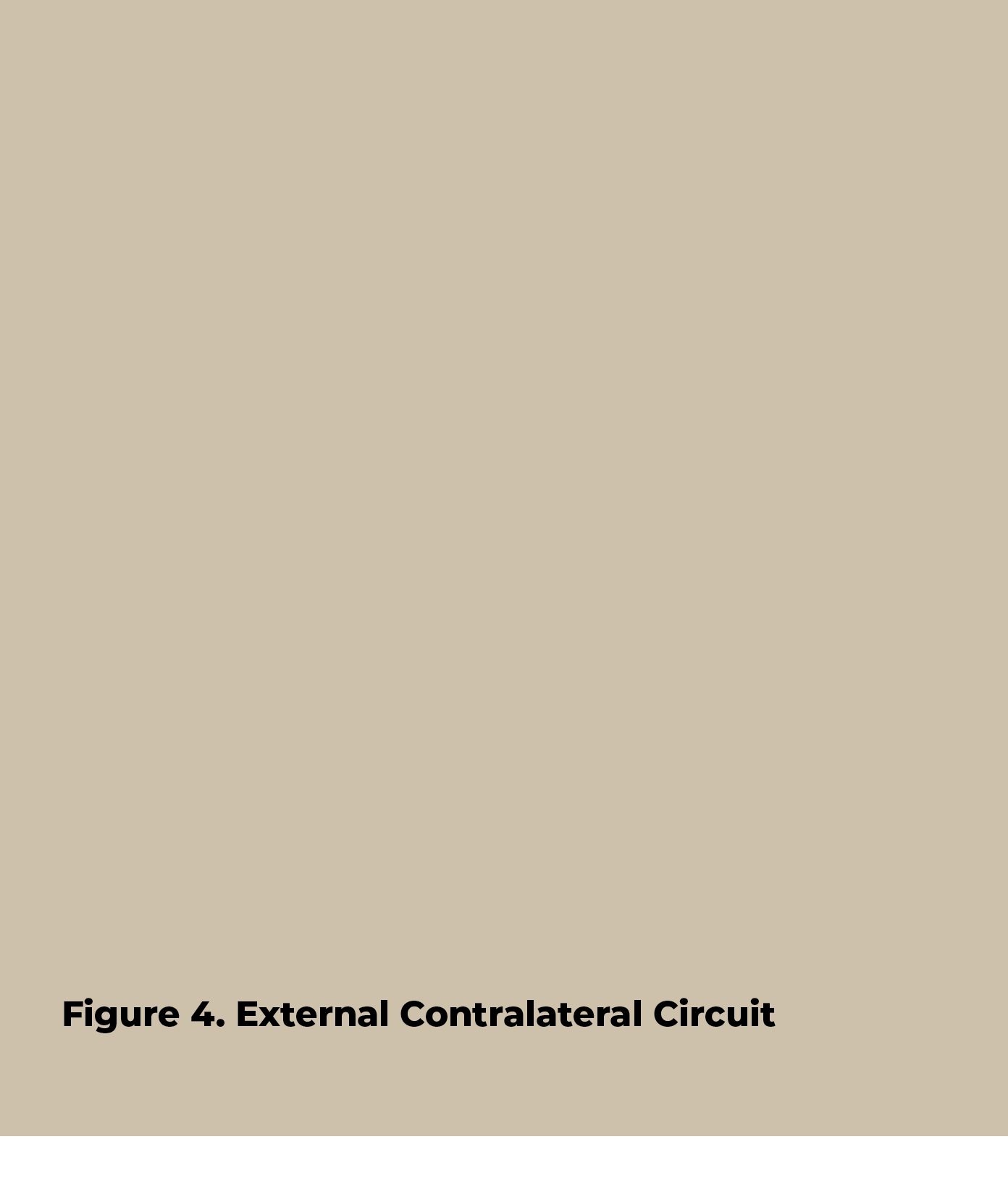 Figure 4  External Contralateral Circuit  