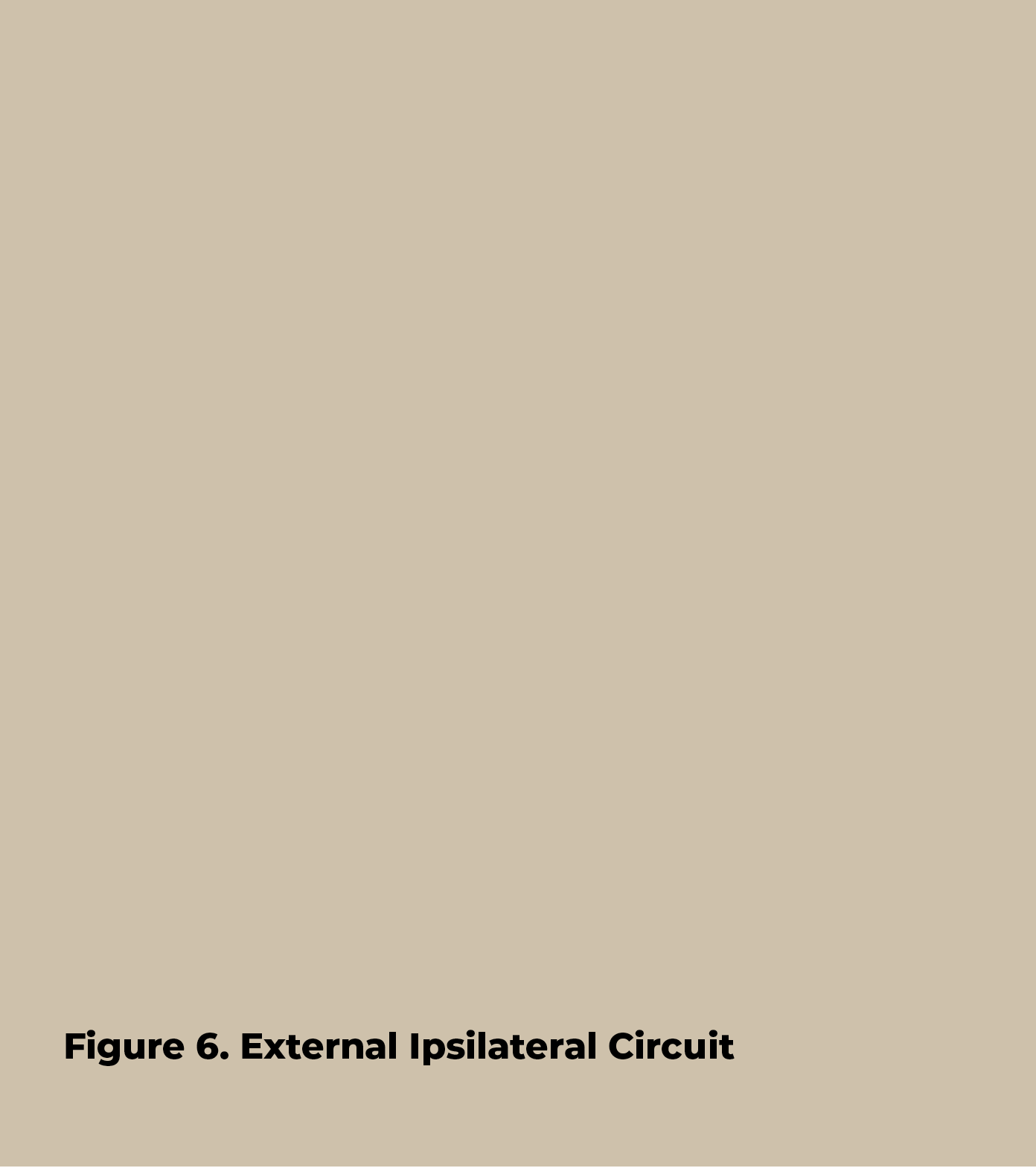 Figure 6  External Ipsilateral Circuit 