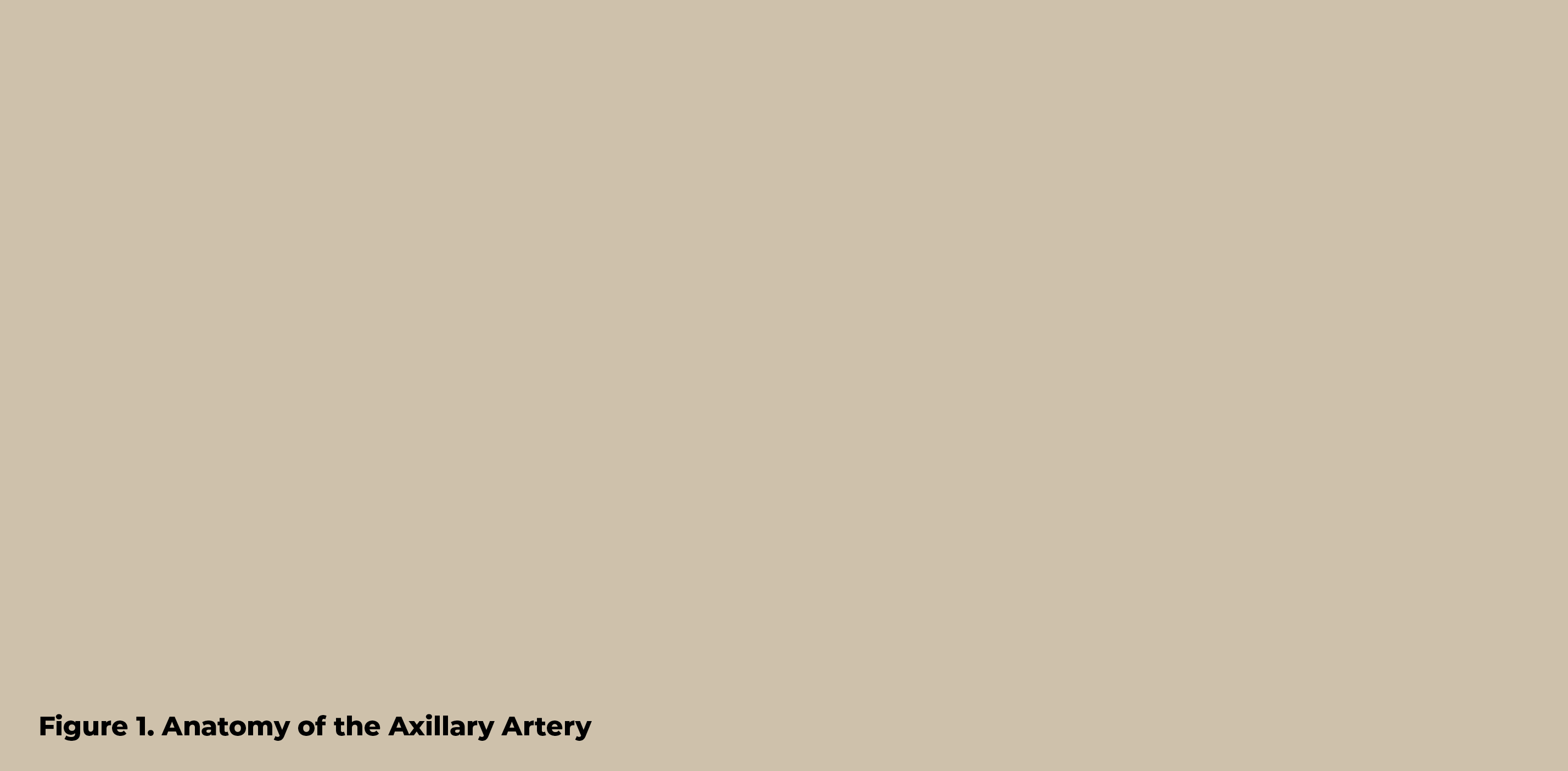 Figure 1  Anatomy of the Axillary Arter